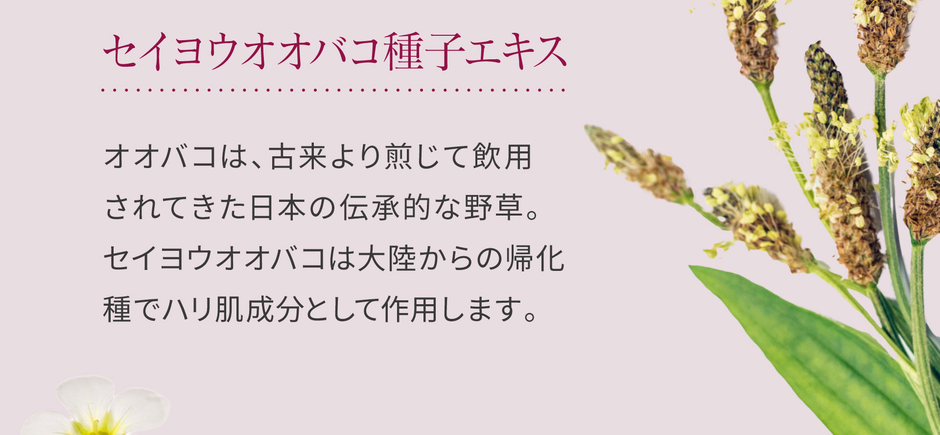 セイヨウオオバコ種子エキス。オオバコは、古来より煎じて飲用されてきた日本の伝承的な野草。セイヨウオオバコは大陸からの帰化種でハリ肌成分として作用します。