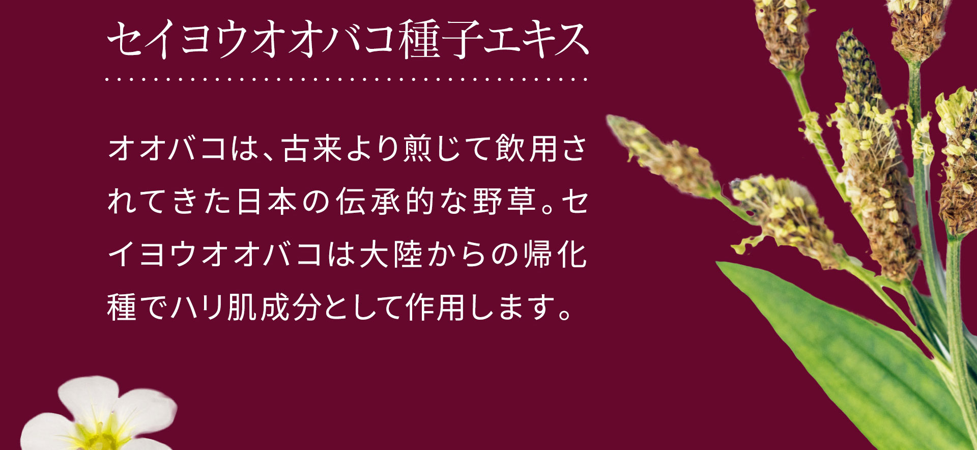 セイヨウオオバコ種子エキス。オオバコは、古来より煎じて飲用されてきた日本の伝承的な野草。セイヨウオオバコは大陸からの帰化種でハリ肌成分として作用します。