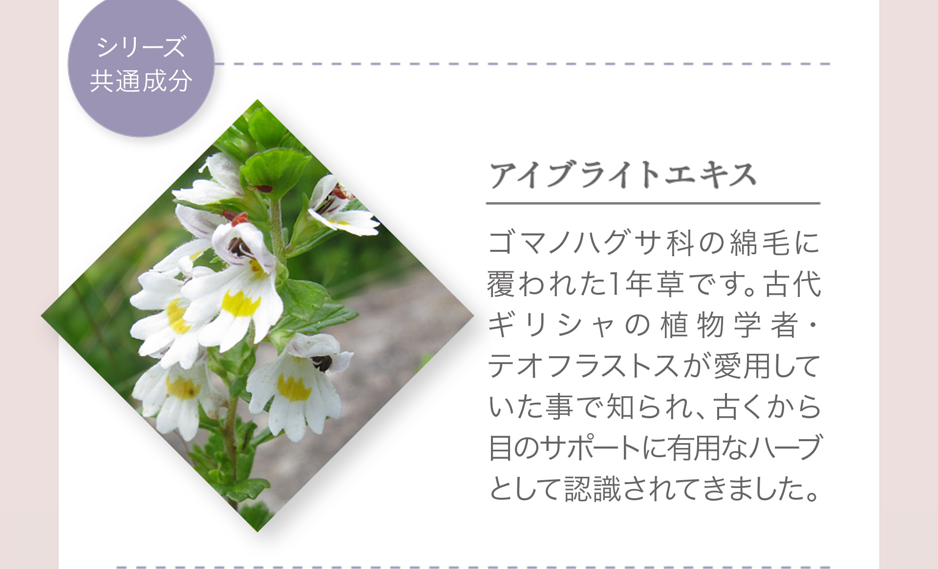 ［シリーズ共通成分］アイブライトエキス：ゴマノハグサ科の綿毛に覆われた1年草です。古代ギリシャの植物学者・テオフラストスが愛用していたことで知られ、古くから目のサポートに有用なハーブとして認識されてきました。