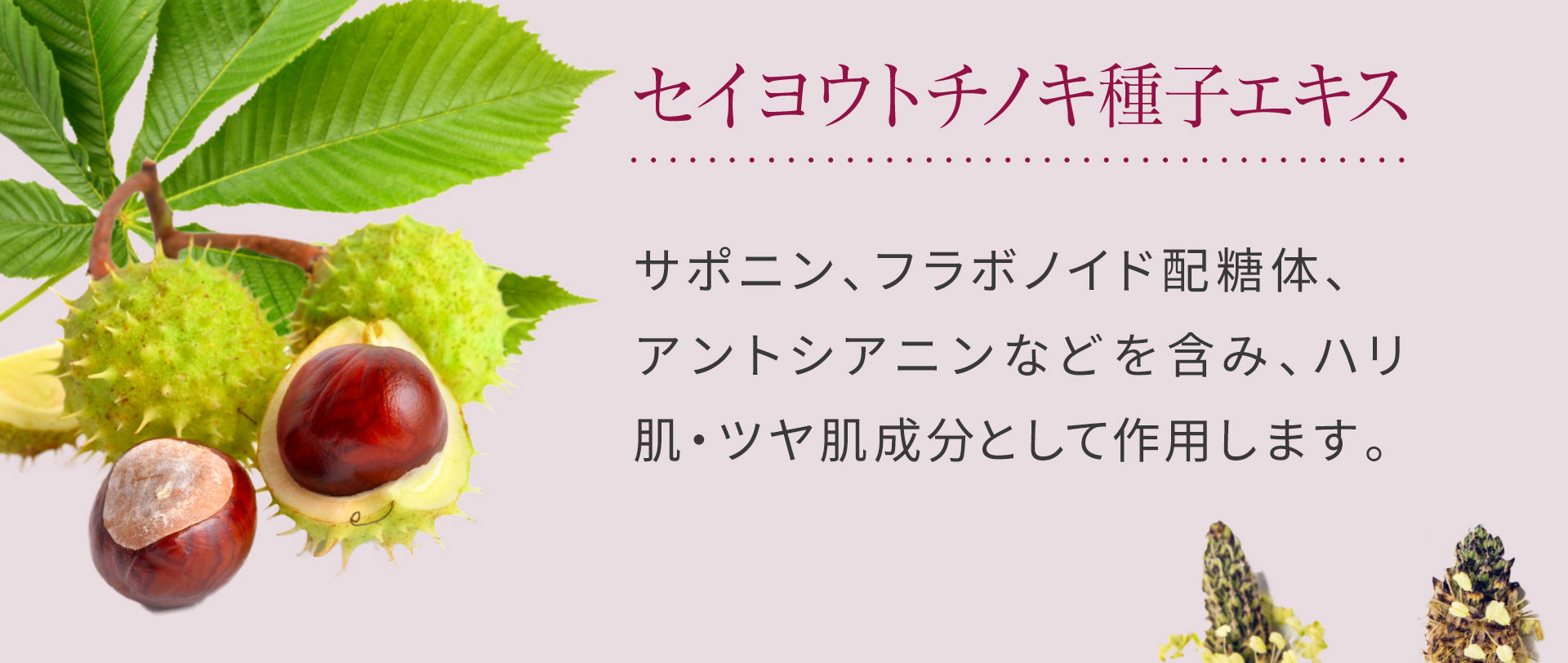 セイヨウトチノキ種子エキスは、サポニン、フラボノイド配糖体、アントシアニンなどを含み、ハリ肌・ツヤ肌成分として作用します。