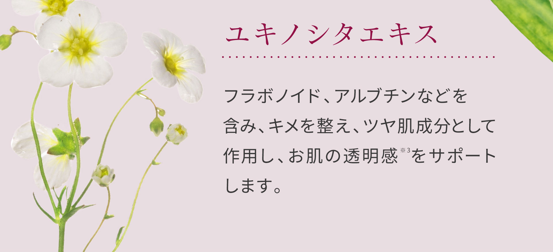 ユキノシタエキスは、フラボノイド、アルブチンなどを含み、キメを整え、ツヤ肌成分として作用し、お肌の透明感をサポートします。