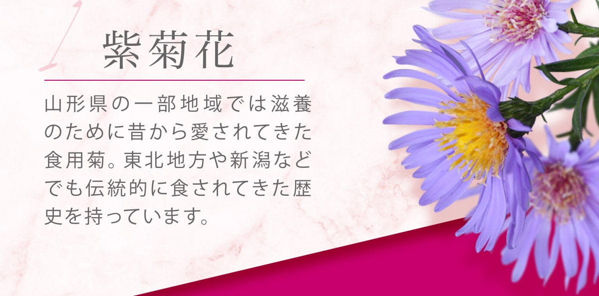 【1】紫菊花 山形県の一部地域では滋養のために昔から愛されてきた食用菊。東北地方や新潟などでも伝統的に食されてきた歴史を持っています。