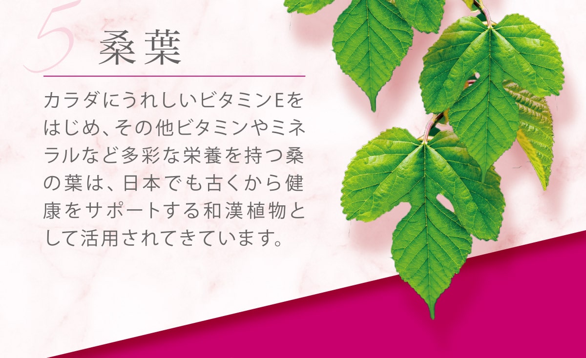 【5】桑葉 カラダにうれしいビタミンEをはじめ、その他ビタミンやミネラルなど多彩な栄養を持つ桑の葉は、日本でも古くから健康をサポートする和漢植物として活用されてきています。