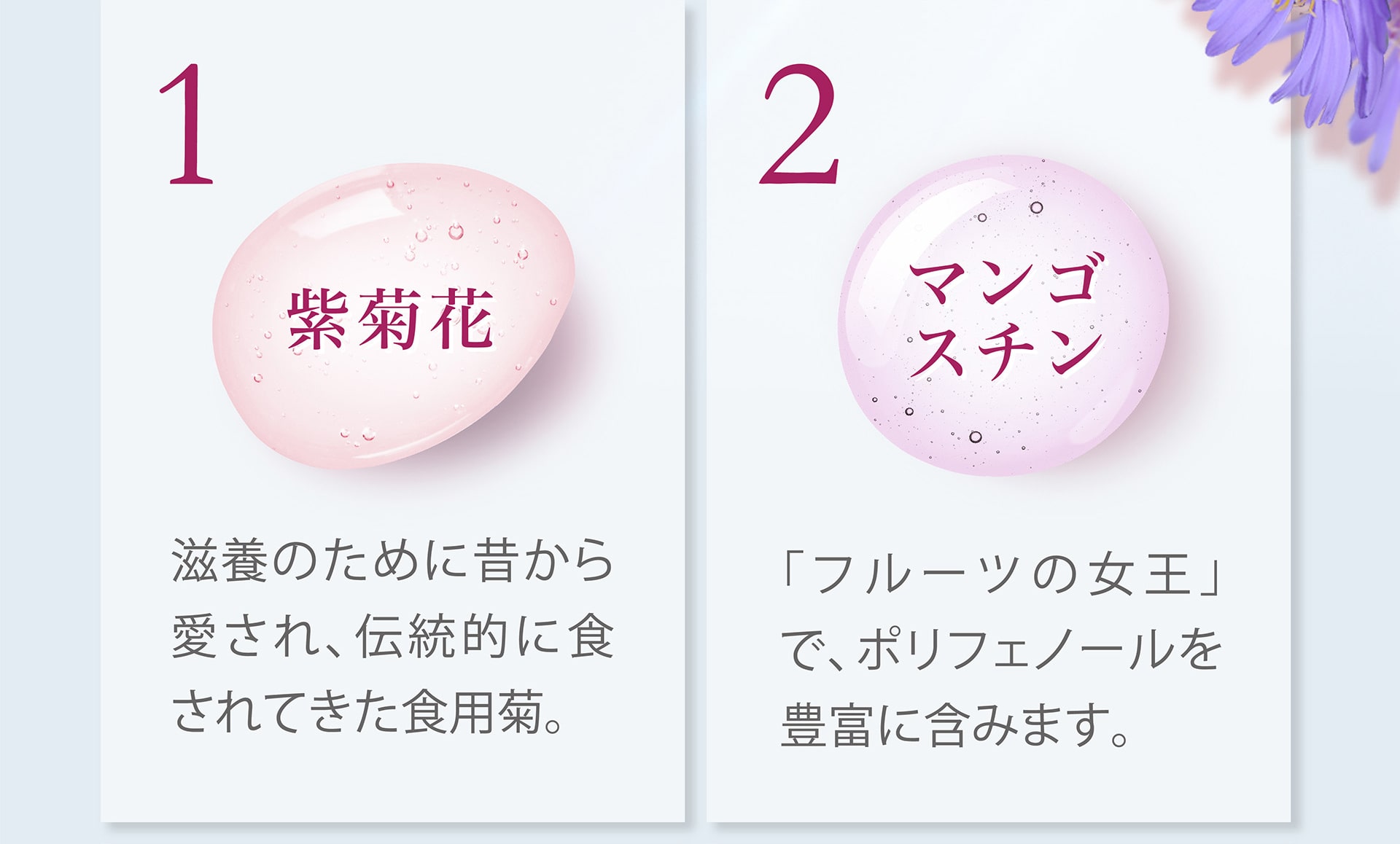 【1】紫菊花：滋養のために昔から愛され、伝統的に食されてきた食用菊。【2】西洋サンザシ：古くからハーブとして活用されてきた果実です。