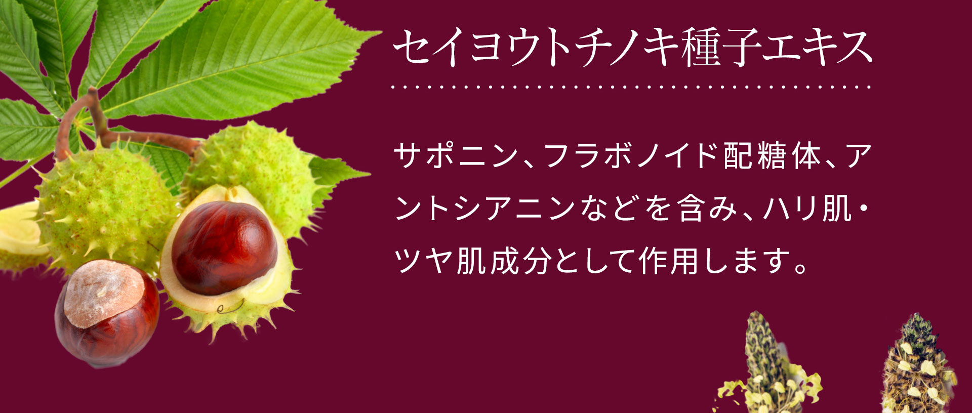 セイヨウトチノキ種子エキスは、サポニン、フラボノイド配糖体、アントシアニンなどを含み、ハリ肌・ツヤ肌成分として作用します。