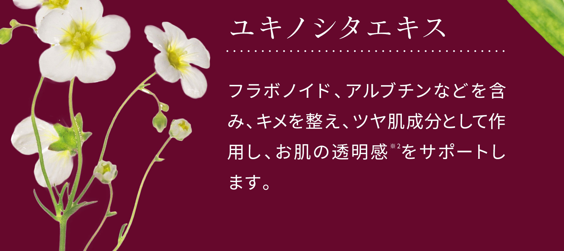 ユキノシタエキスは、フラボノイド、アルブチンなどを含み、キメを整え、ツヤ肌成分として作用し、お肌の透明感をサポートします。