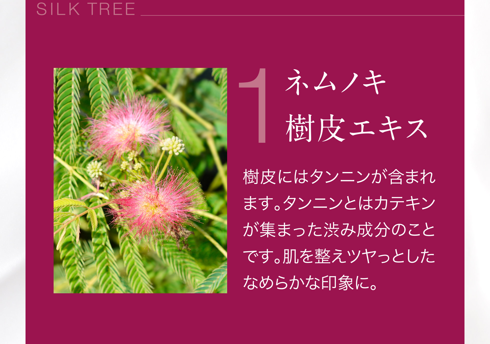 【1：ネムノキ樹皮エキス】樹皮にはタンニンが含まれます・タンニンとはカテキンが集まった渋み成分のことです。肌を整えツヤっとしたなめらかな印象に。