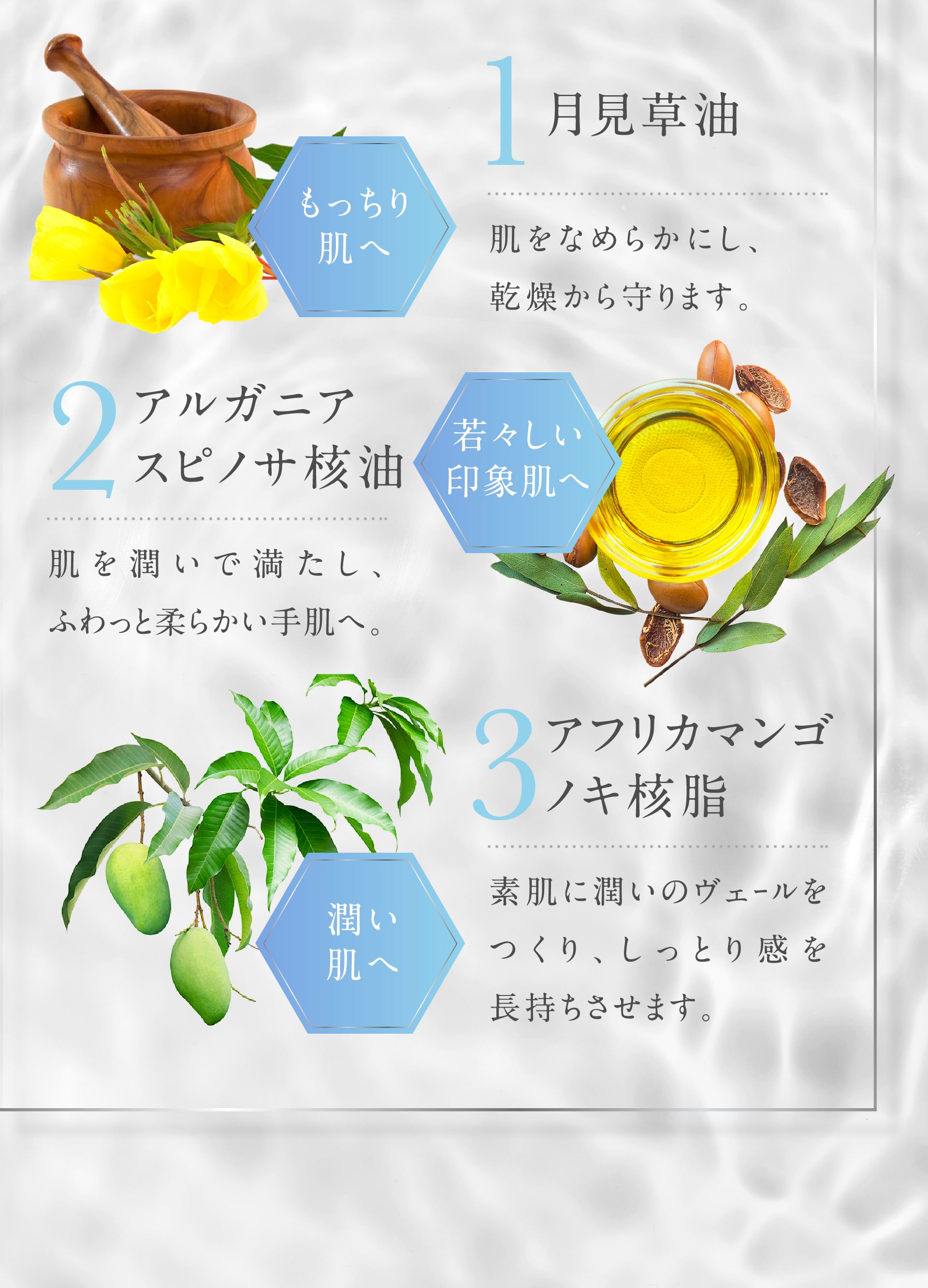 もっちり肌へ「月見草油」　若々しい印象肌へ「アルガニアスピノサ核油」　潤い肌へ「アフリカマンゴノキ核脂」