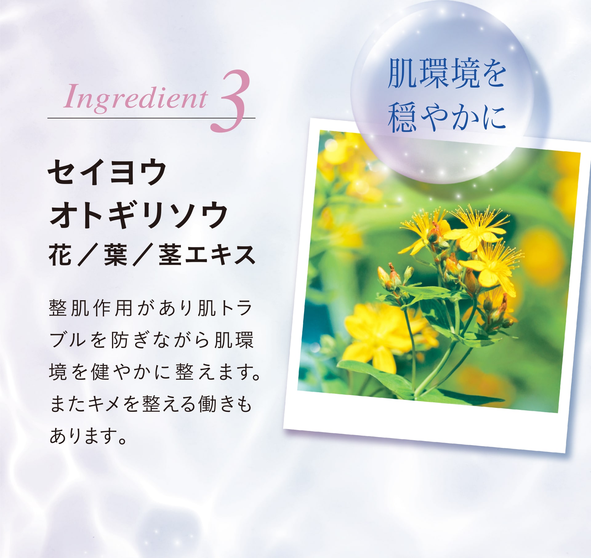 Ingredient3 「肌環境を穏やかに」セイヨウオトギリソウ花/葉/茎エキス