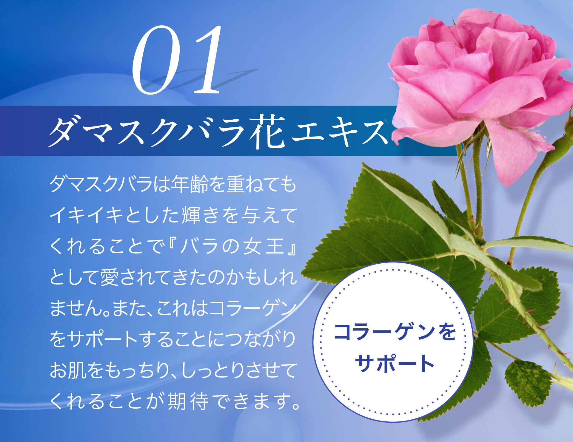 01＜ダマスクバラ花エキス＞コラーゲンをサポート