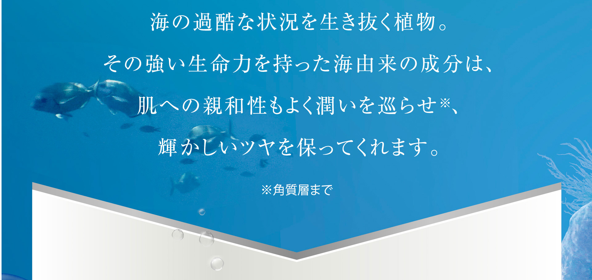 海の過酷な状況を生き抜く植物。その強い生命力を持った海由来の成分は、肌への親和性もよく潤いを巡らせ※、輝かしいツヤを保ってくれます。※角質層まで