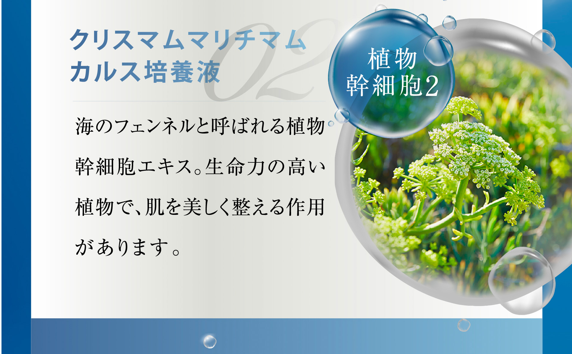 02クリスマムマリチマムカルス培養液