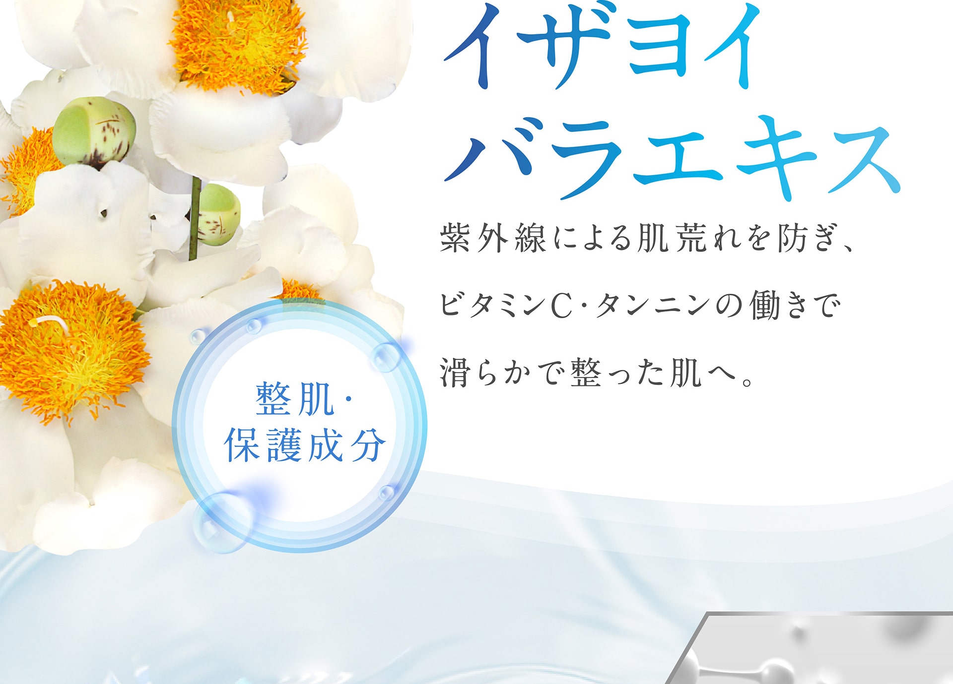 【整肌、保護成分】イザヨイバラエキス