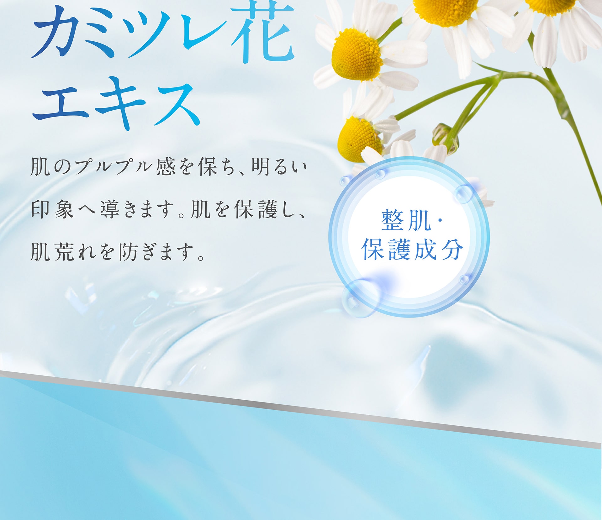 【整肌、保護成分】カミツレ花エキス