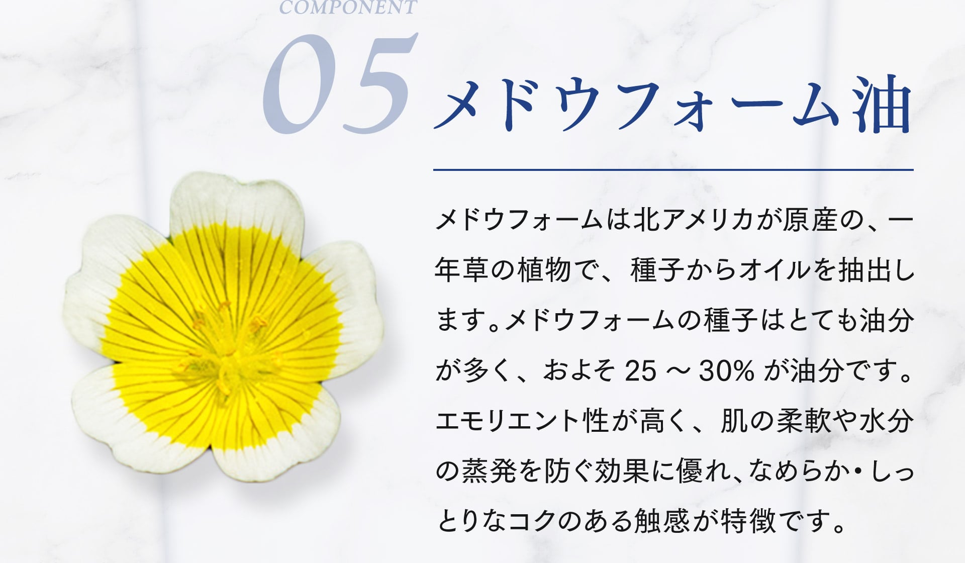 【05/メドウフォーム油】メドウフォームは北アメリカが原産の、一年草の植物で、種子からオイルを抽出します。メドウフォームの種子はとても油分が多く、およそ25～30％が油分です。エモリエント正が高く、肌の柔軟や水分の蒸発を防ぐ効果に優れ、なめらか・しっとりなコクのある触感が特徴です。
