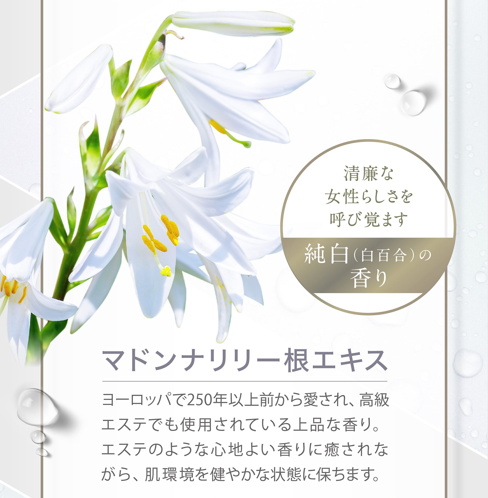 【純白（白百合）の香り】マドンナリリー根エキス