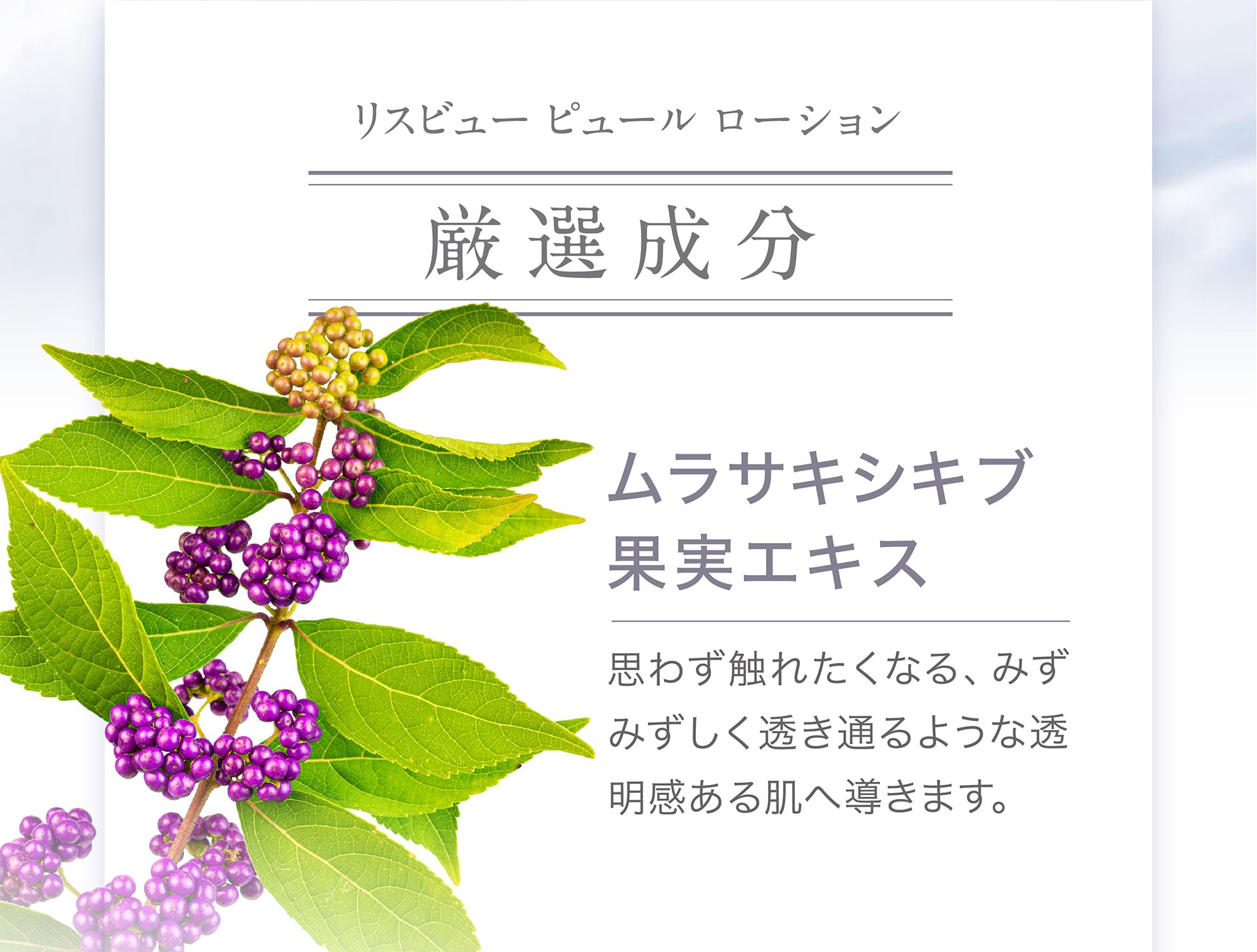 【厳選成分】ムラサキシキブ果実エキス
