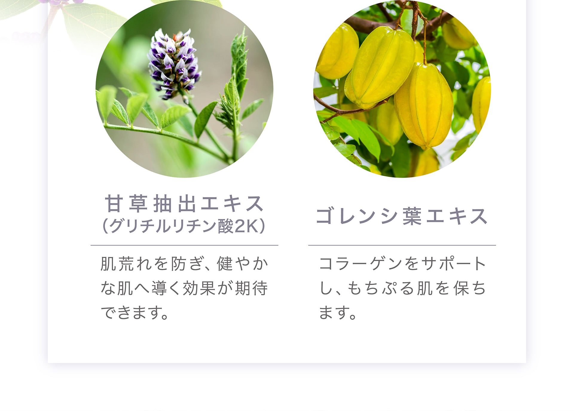 甘草抽出エキス、ゴレンシ葉エキス