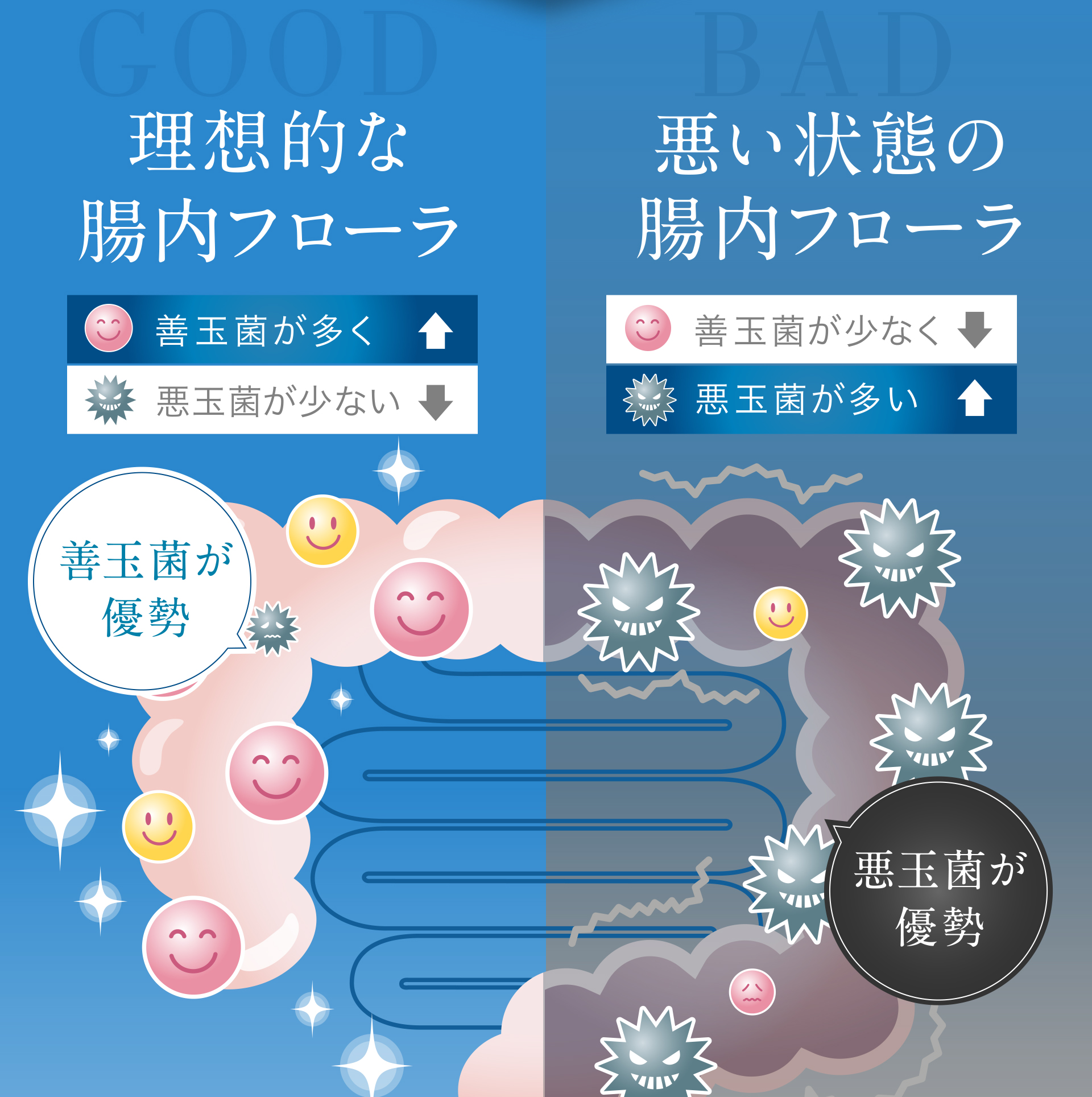 理想的な腸内フローラは善玉菌が優勢