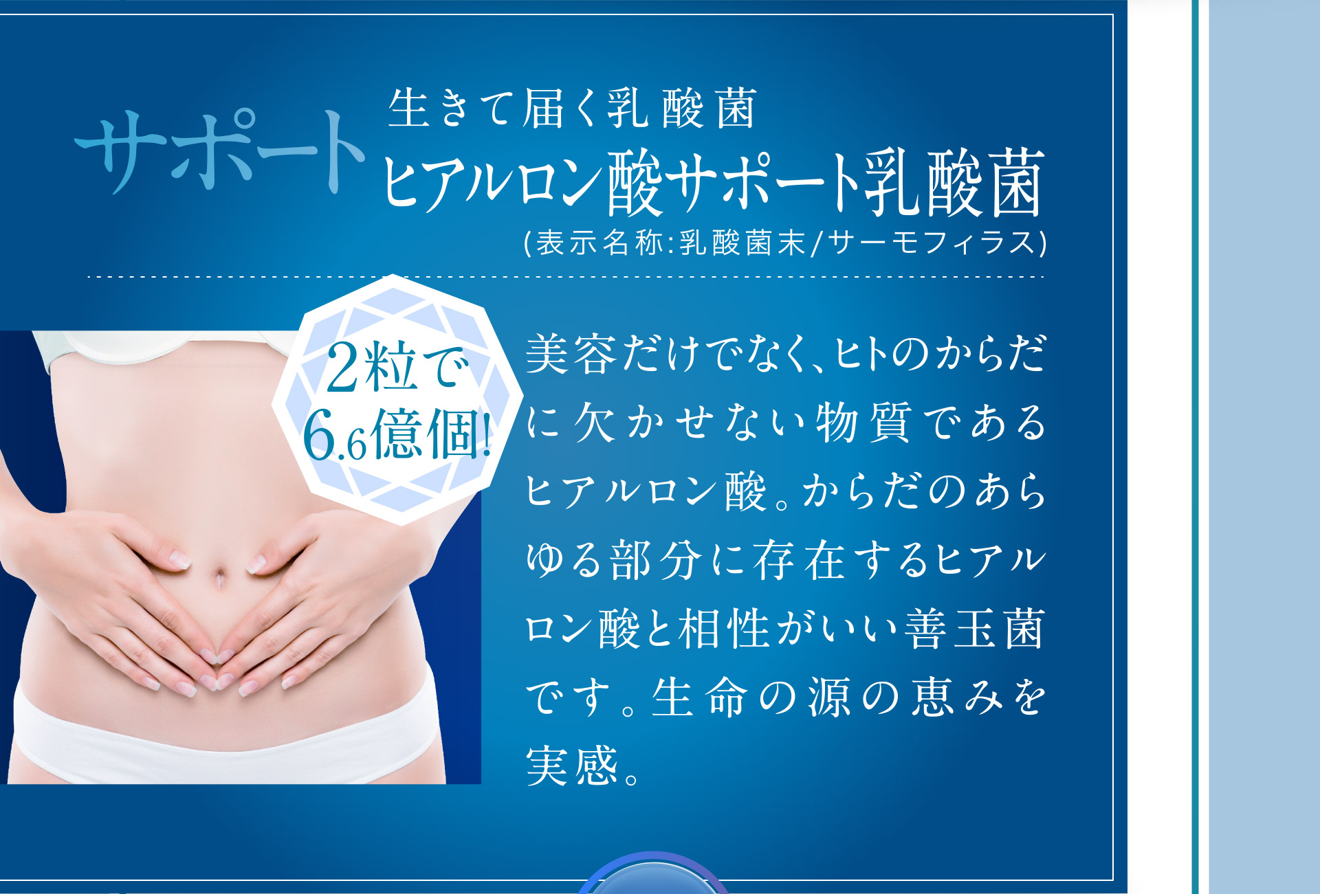 「サポート」生きて届く乳酸菌　ヒアルロン酸サポート乳酸菌（表示名称：乳酸菌末/サーモフィラス）