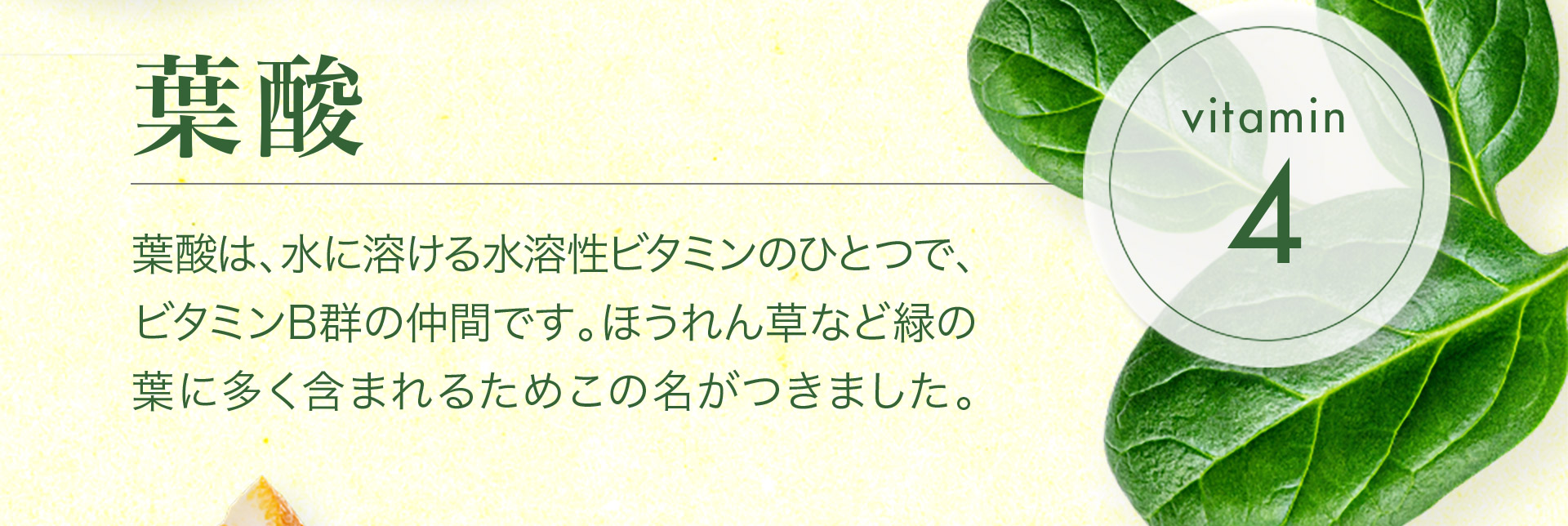 【vitamin4　葉酸】葉酸は、水に溶ける水溶性ビタミンのひとつで、ビタミンB群の仲間です。ほうれん草など緑の葉に多く含まれるためこの名がつきました。