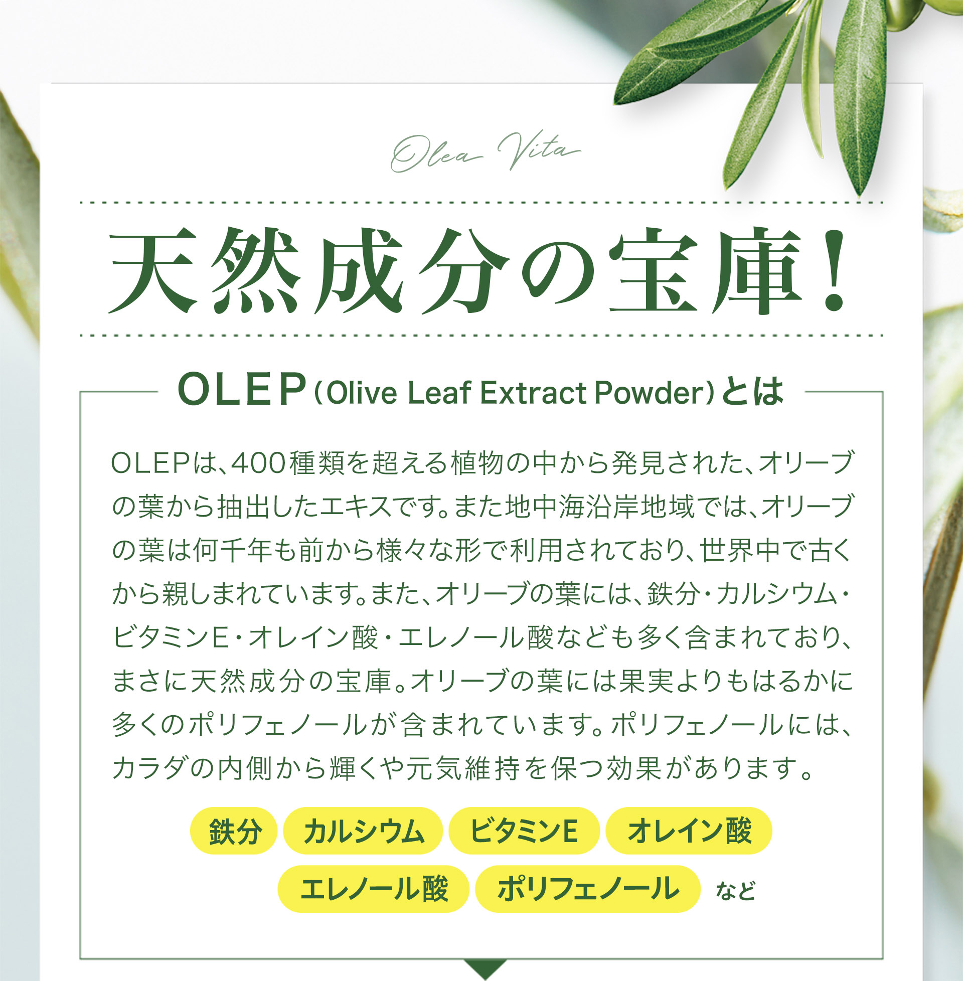 【希少成分OleaVita（オレアビータ）とは】希少成分、OleaVita（表示名称　オリーブ葉）
      オレアビータはフランス ルイ・パスツール大学の研究をもとに、400種類を超える植物の中から発見された新型オリーブ葉エキスです。元気の源に働きかける事が期待できます。地中海沿岸地域では、オリーブの葉は何千年も前から様々な形で利用されており、葉を煎じてお茶にして飲むなど生活の一部に取り入れられていました。また近年の研究では、オリーブの葉には果実よりもはるかに多くのポリフェノールが含まれていることがわかりました。