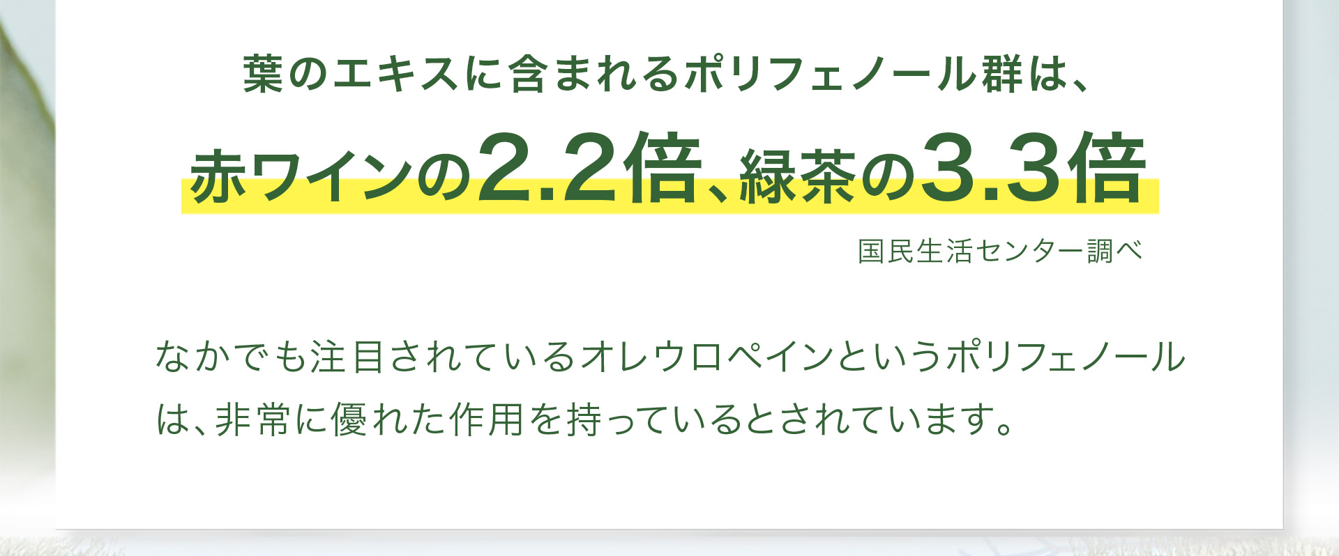 葉のエキスに含まれるポリフェノール群は、赤ワインの2.2倍、緑茶の3.3倍（国民生活センター調べ）