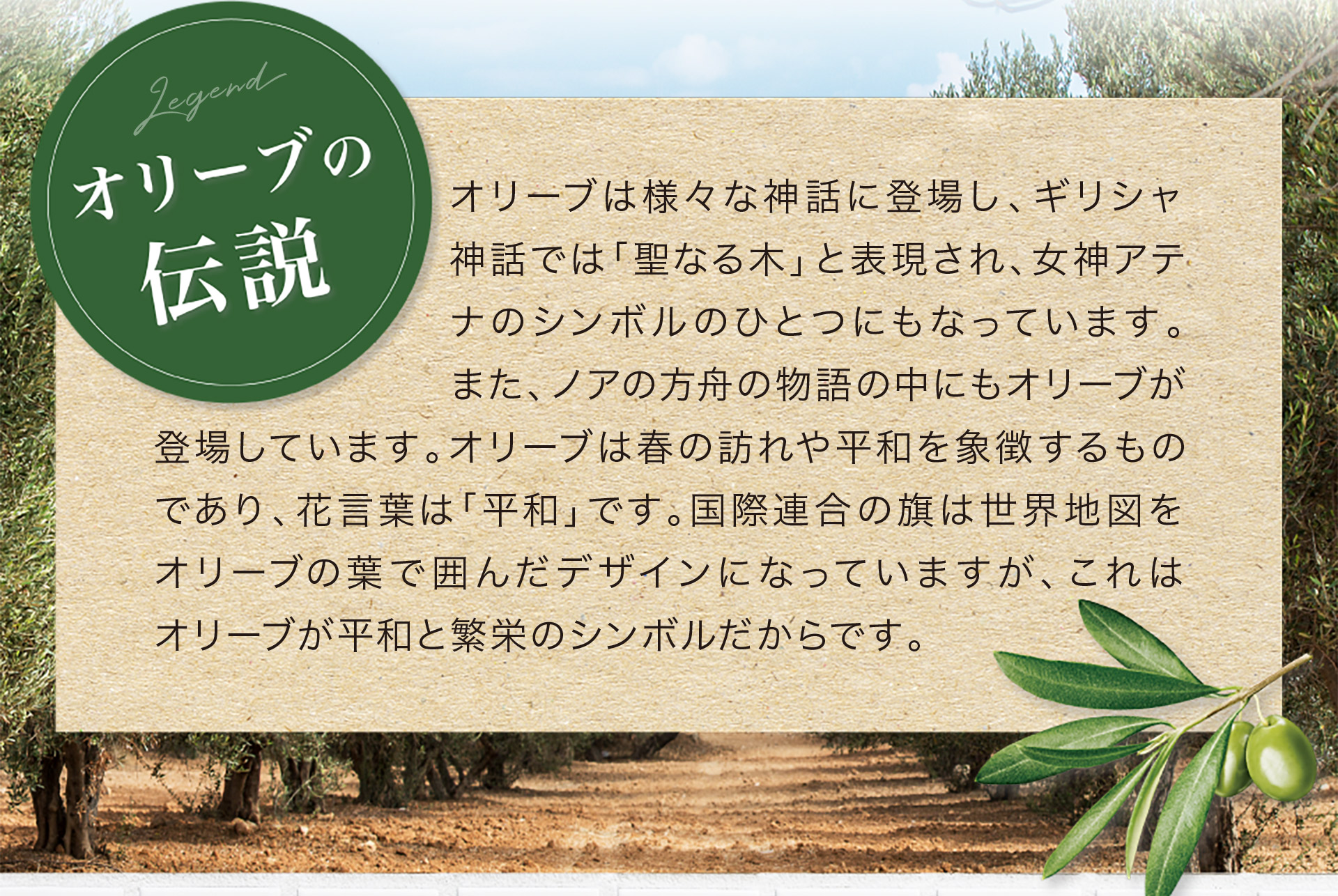 【オリーブ伝説】オリーブは様々な神話に登場し、ギリシャ神話では「聖なる木」と表現され、女神アテナのシンボルのひとつにもなっています。また、ノアの方舟の物語の中にもオリーブが登場しています。オリーブは春の訪れや平和を象徴するものであり、花言葉は「平和」です。国際連合の旗は世界地図をオリーブの葉で囲んだデザインになっていますが、これはオリーブが平和と繁栄のシンボルだからです。