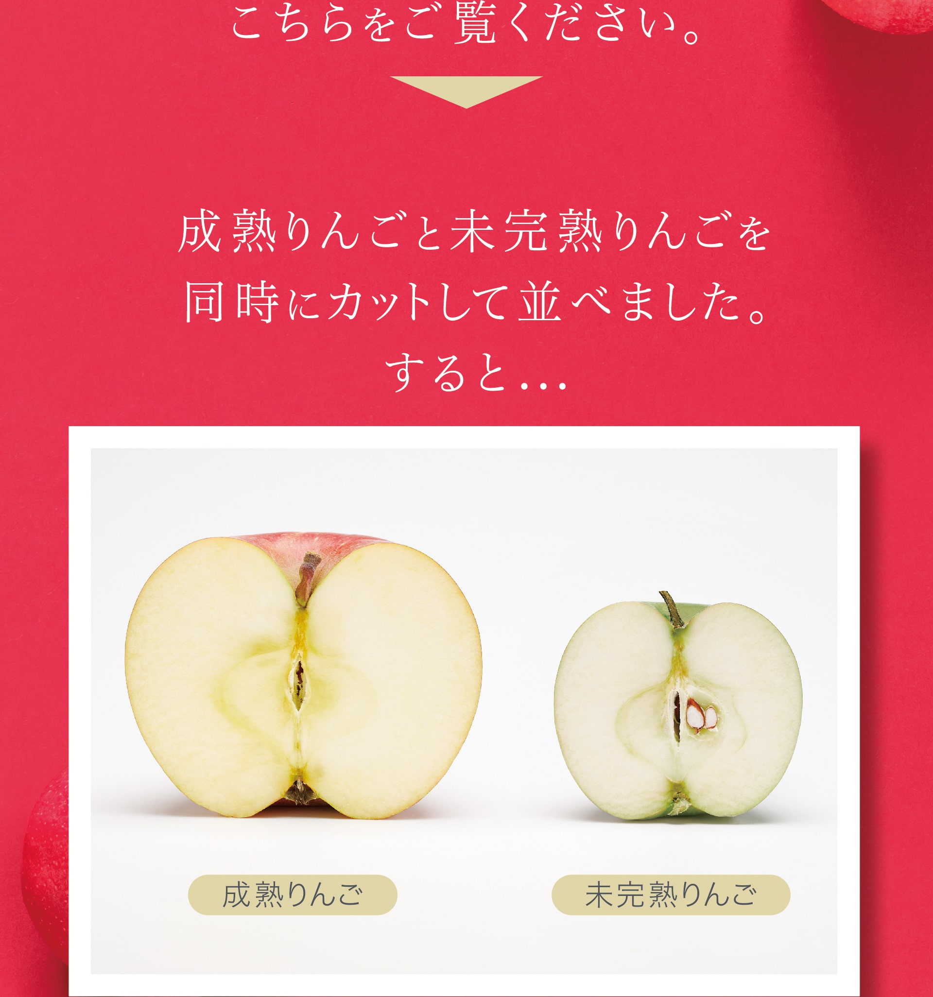 成熟りんごと未完熟りんごを同時にカットした画像