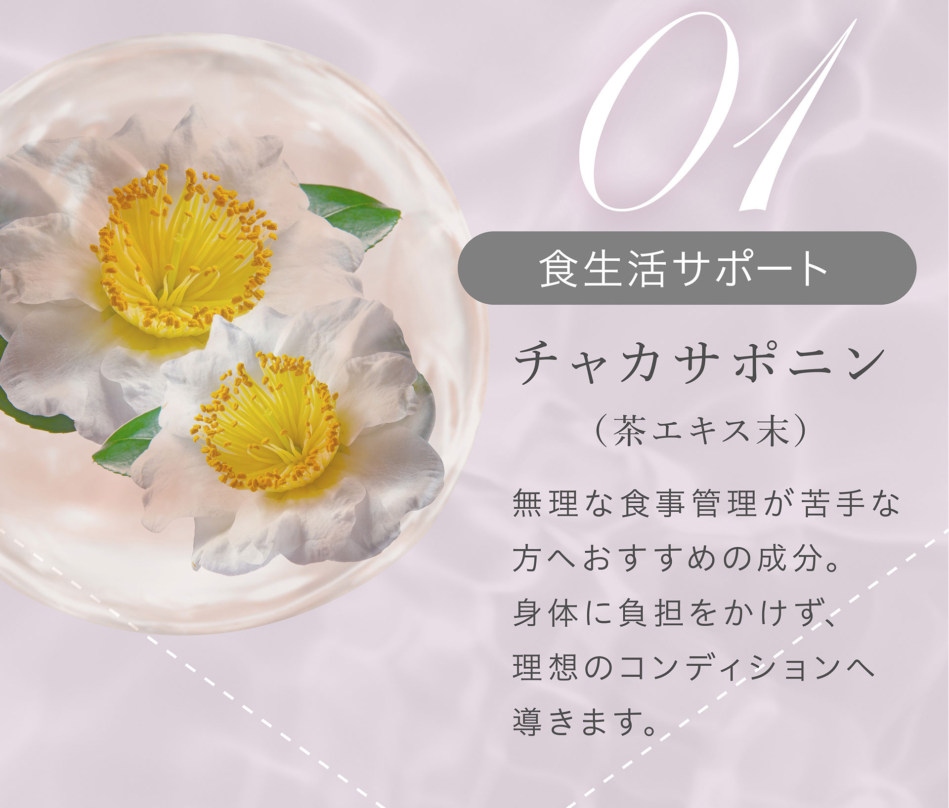 01 食生活サポート チャカサポニン（茶エキス末）