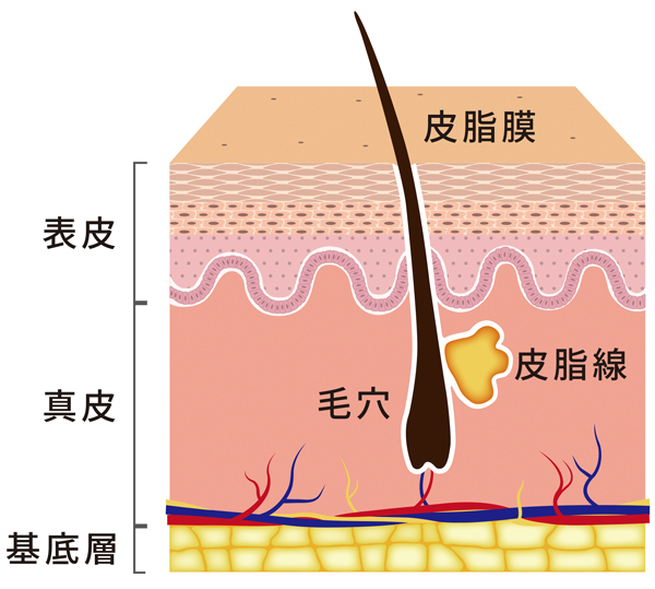 皮脂